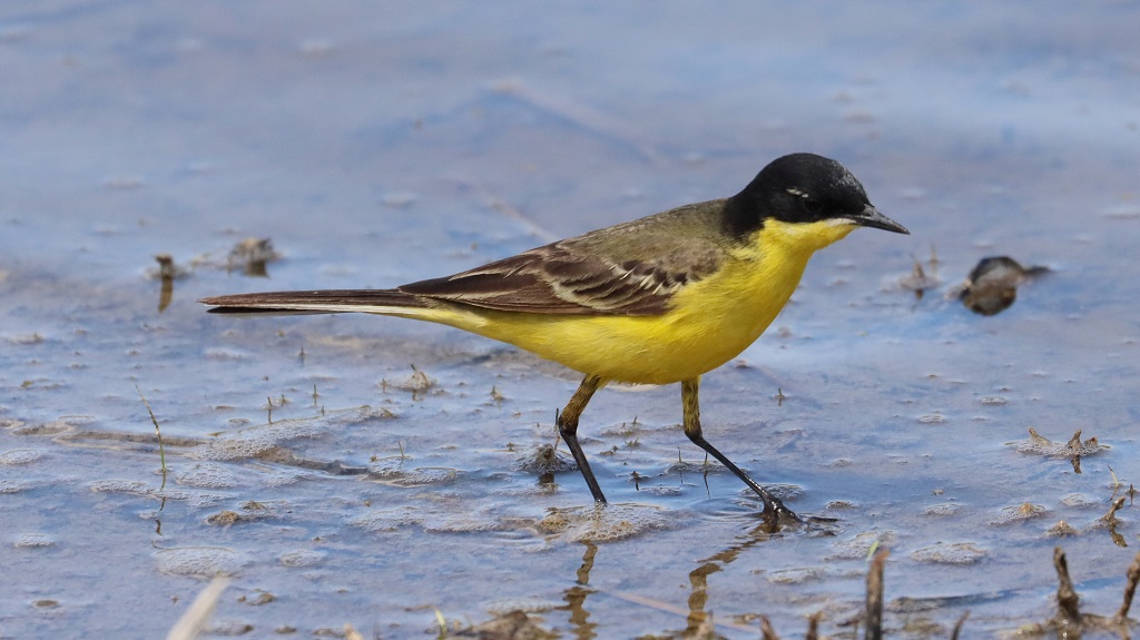 Western Yellow Wagtail