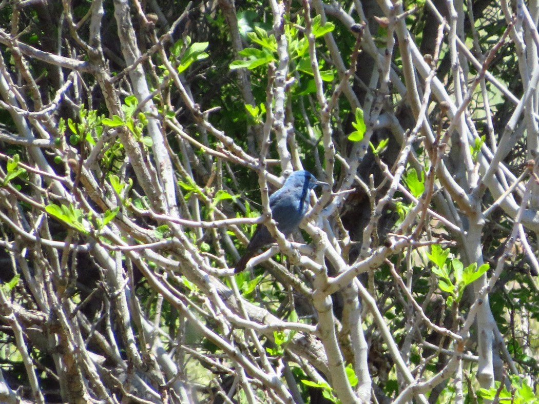 Blue Rock Thrush