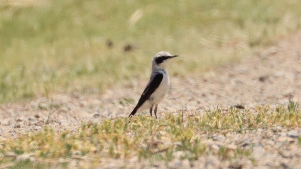 Black-eared Wheatear