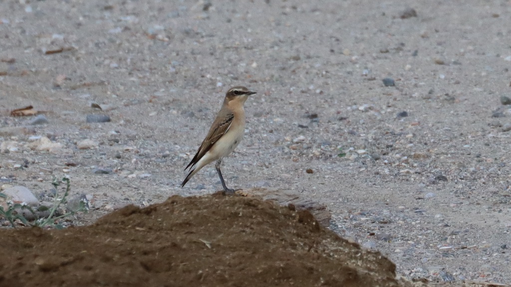 Northern Wheatear