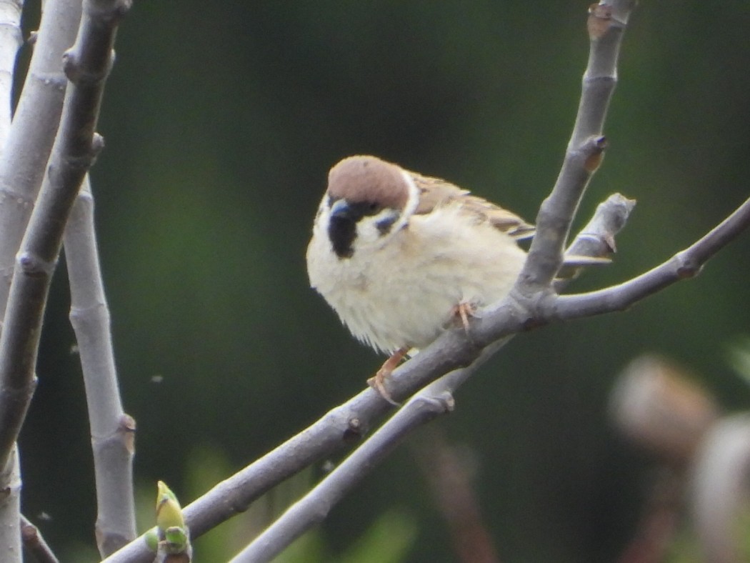 Eurasian Tree Sparrow