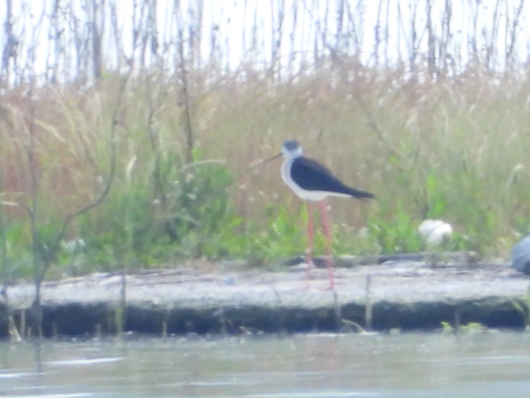 Black-winged Stilt
