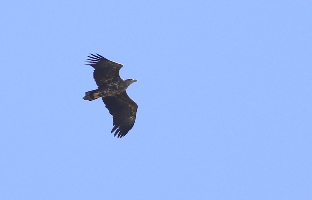 White-tailed Eagle