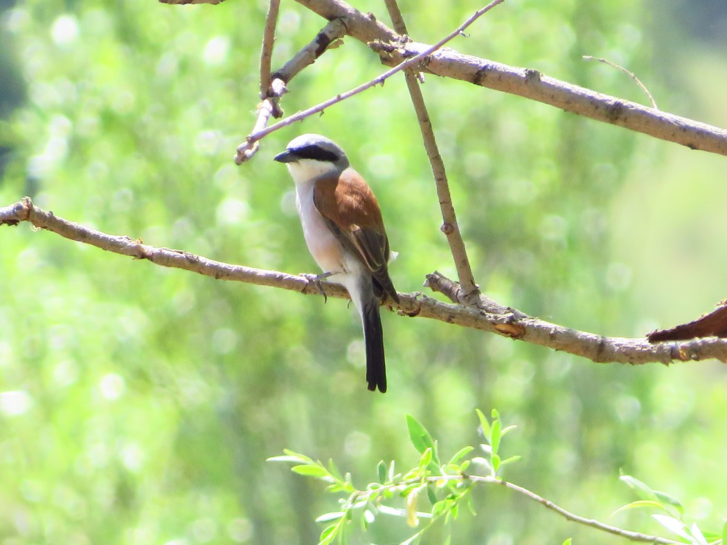 Red-backed Shrike