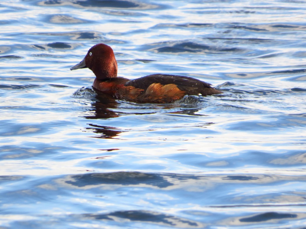 Ferruginous Duck