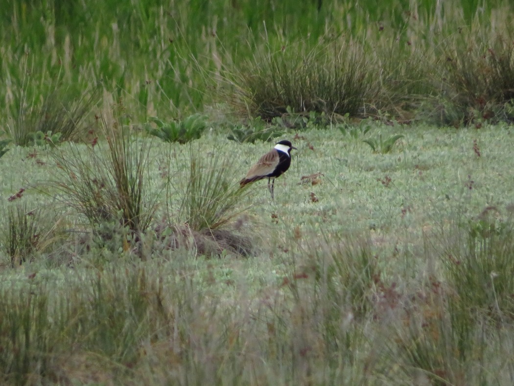 Spur-winged Lapwing