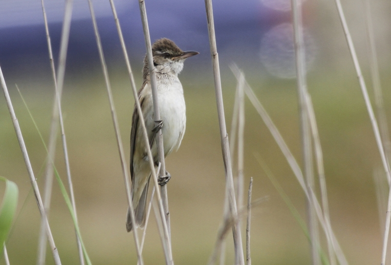 Great Reed Warbler