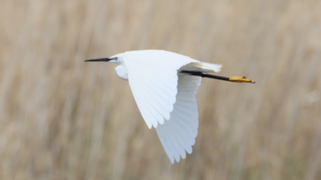 Little Egret