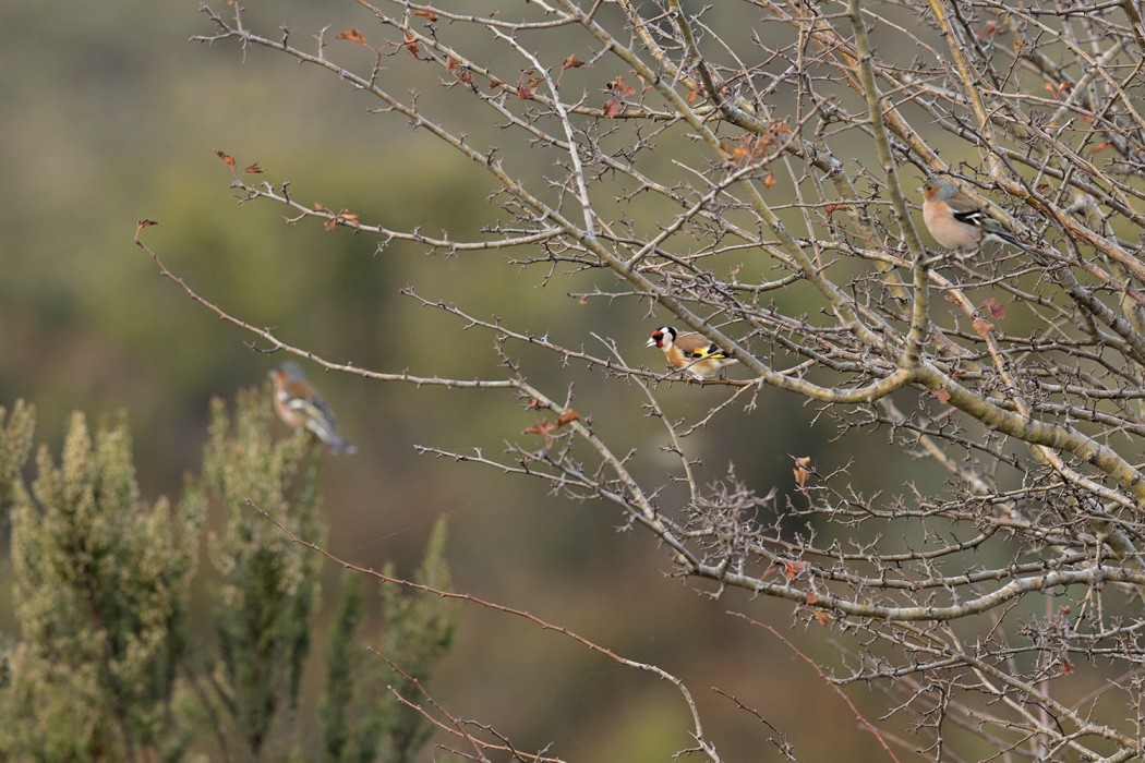European Goldfinch