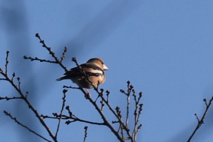 Hawfinch