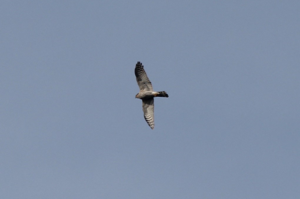Eurasian Sparrowhawk
