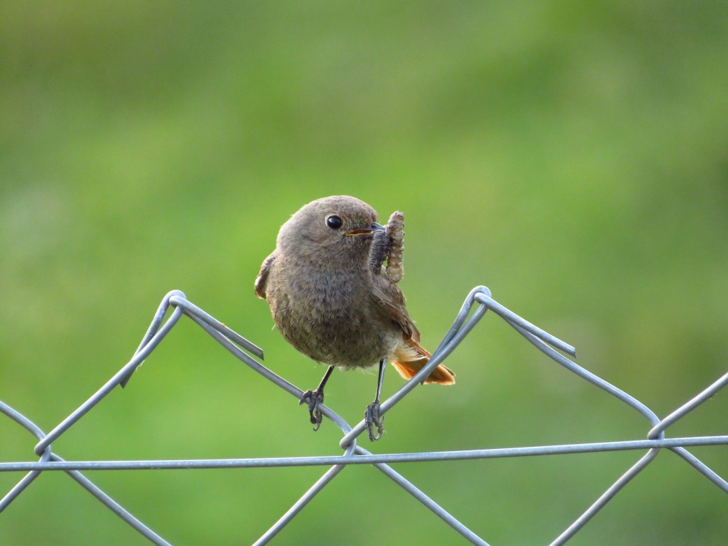 Black Redstart