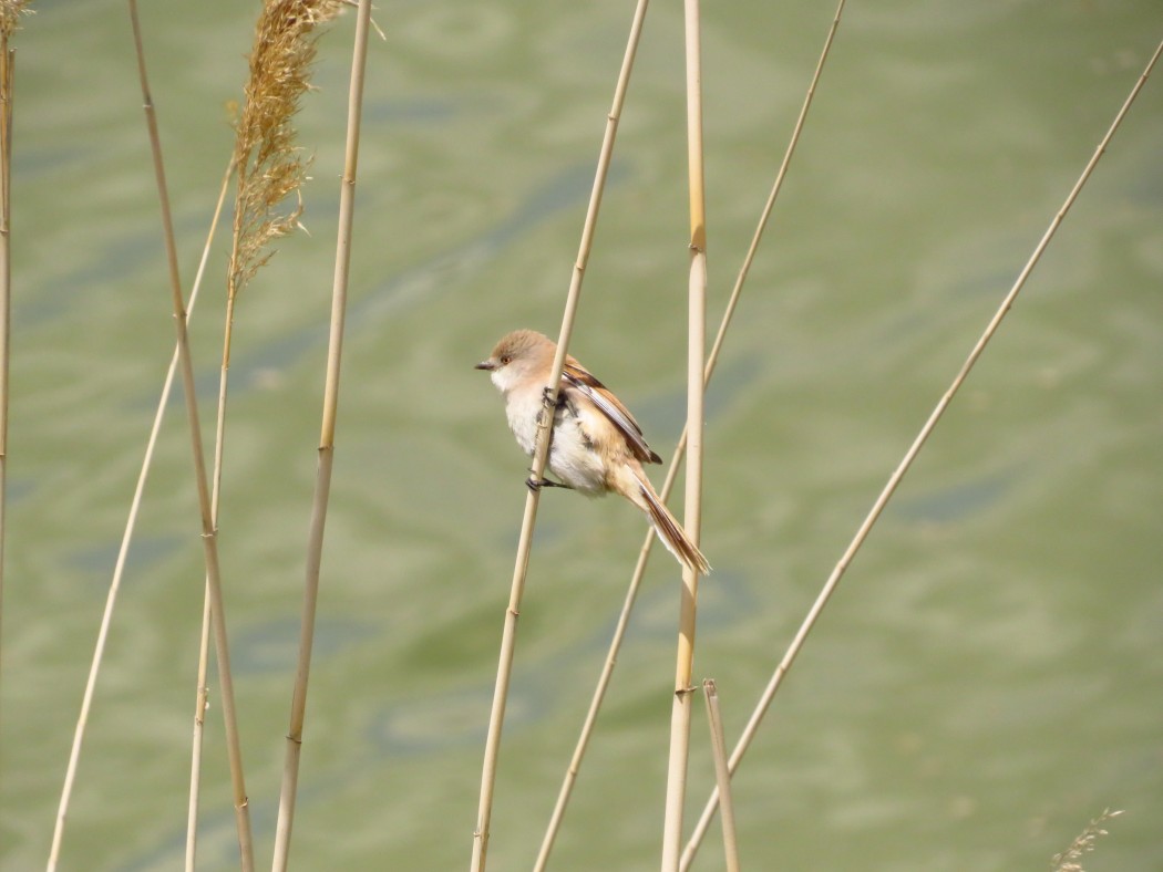 Bearded Reedling