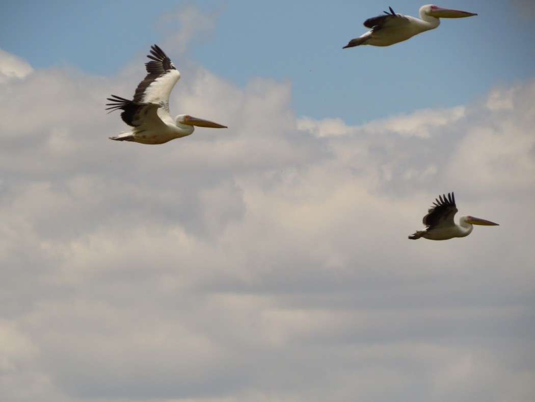 Great White Pelican