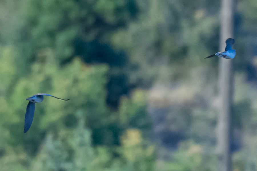 European Roller