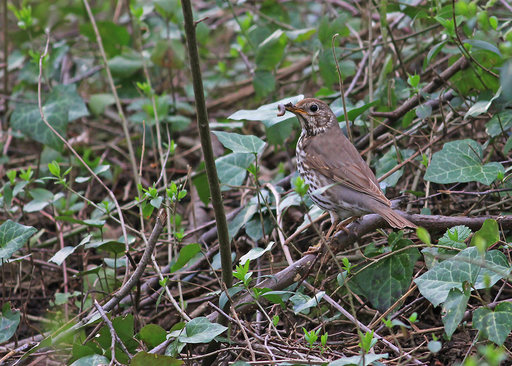 Mistle Thrush