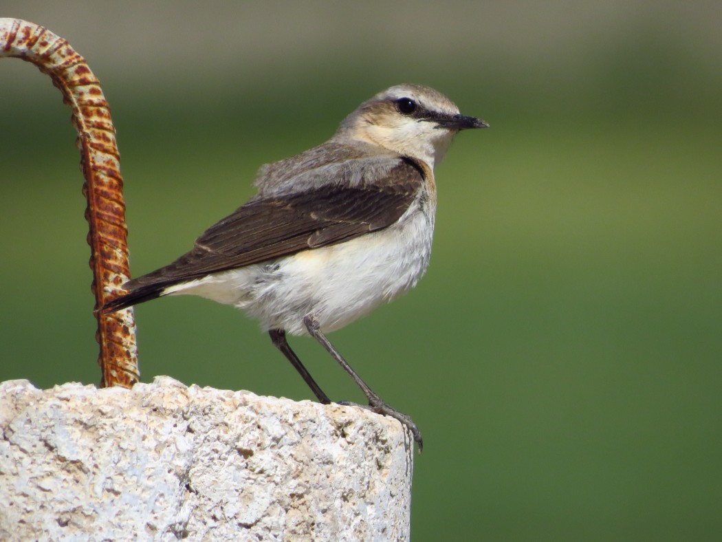 Northern Wheatear