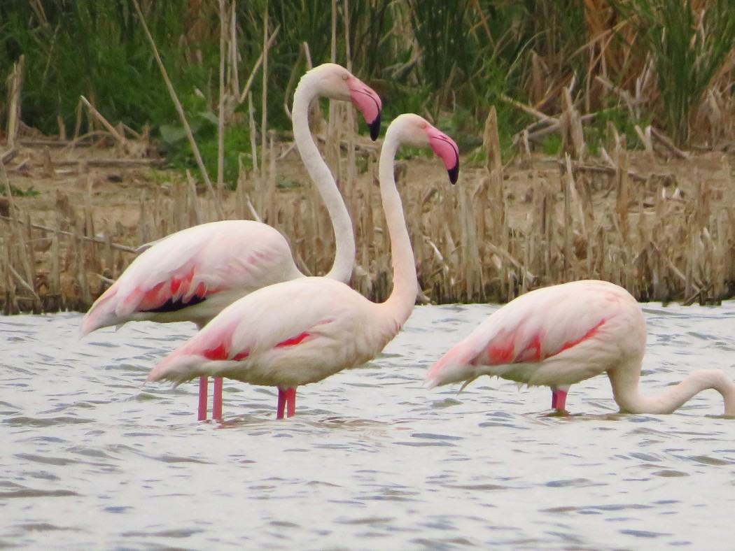 Greater Flamingo