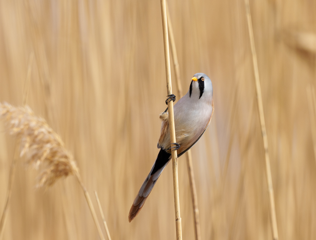 Bearded Reedling