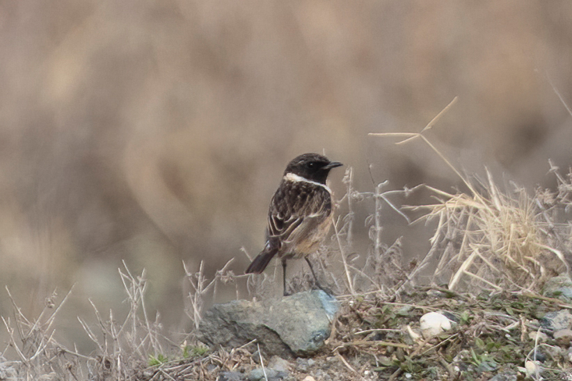 European Stonechat