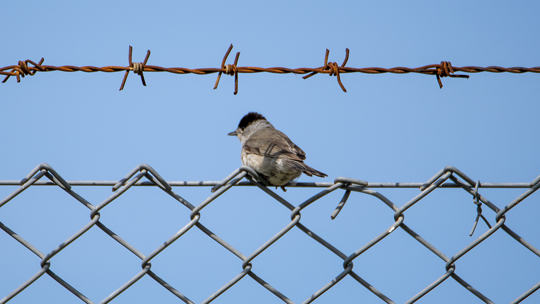Eurasian Blackcap