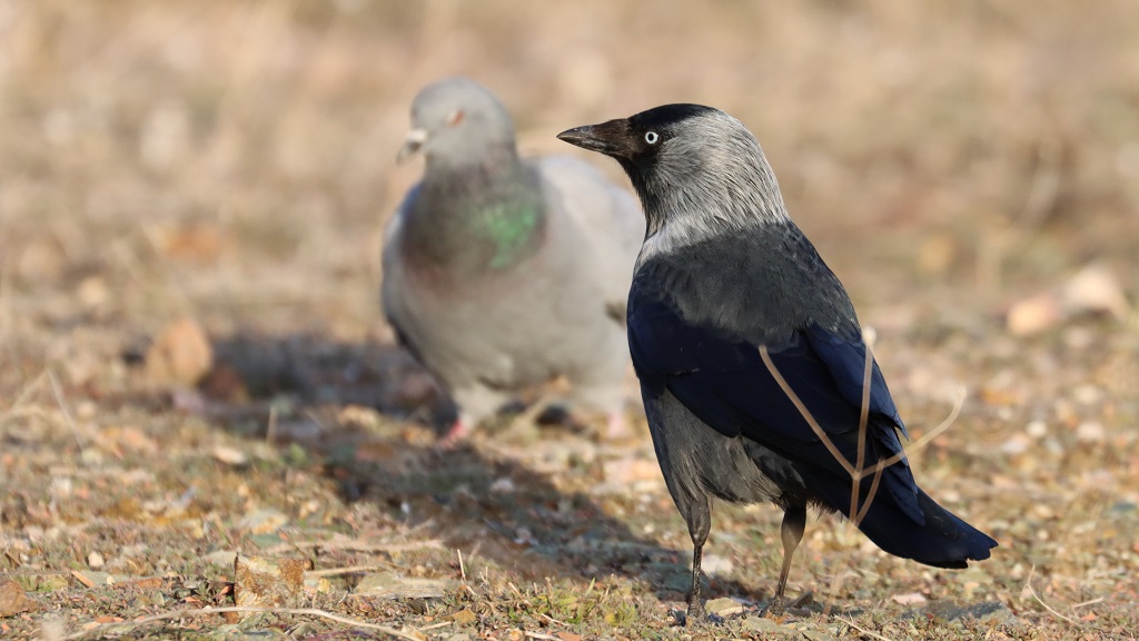 Western Jackdaw