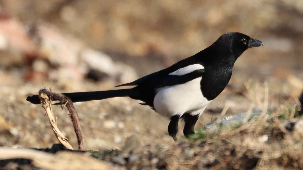 Eurasian Magpie