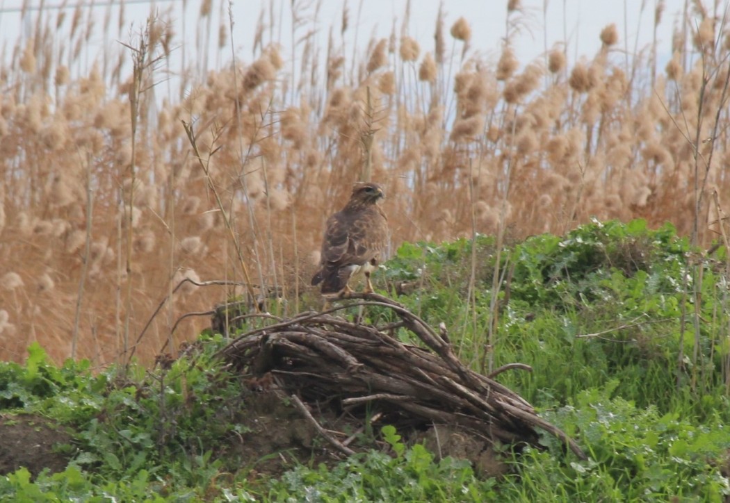 Common Buzzard
