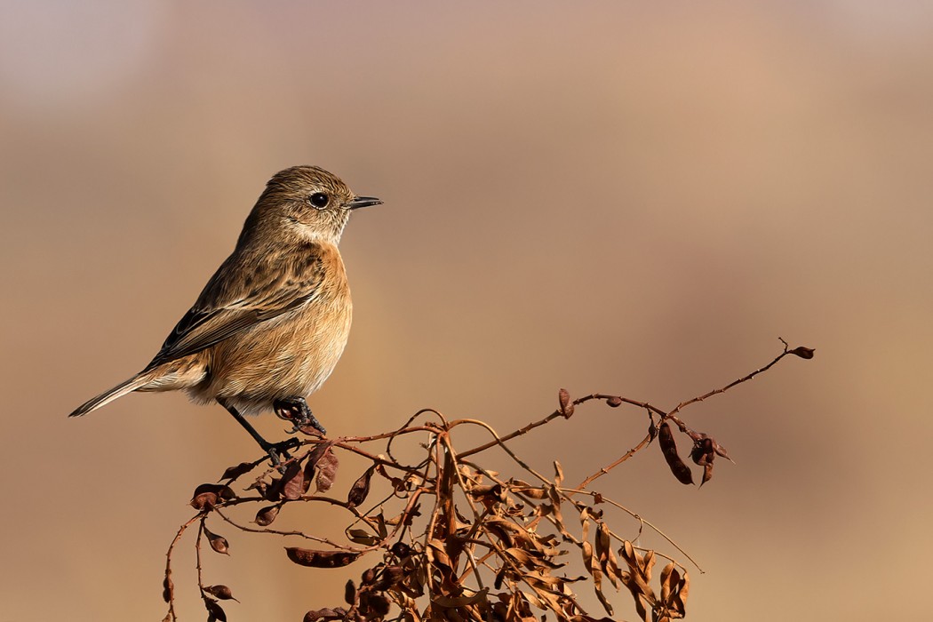 European Stonechat