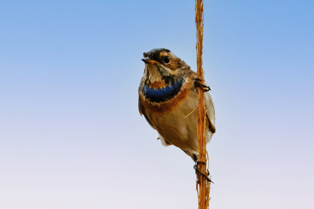 Bluethroat