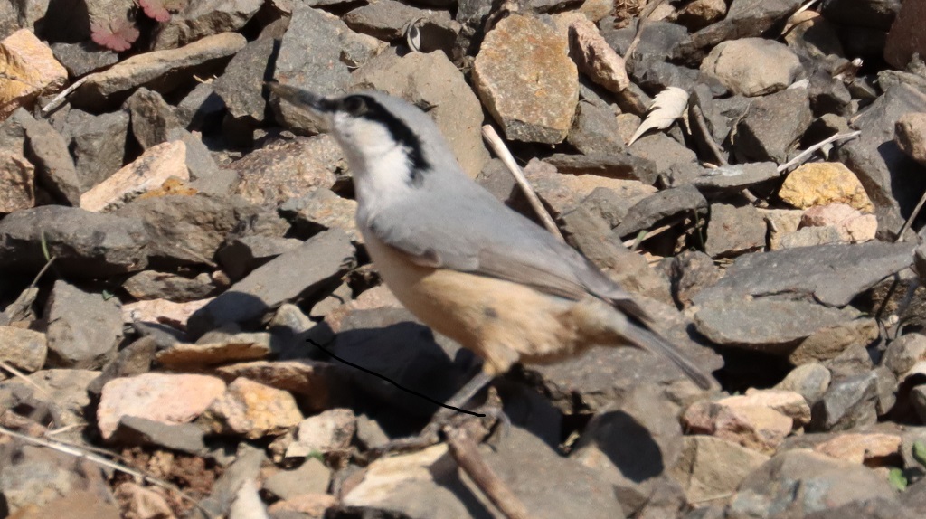 Western Rock Nuthatch