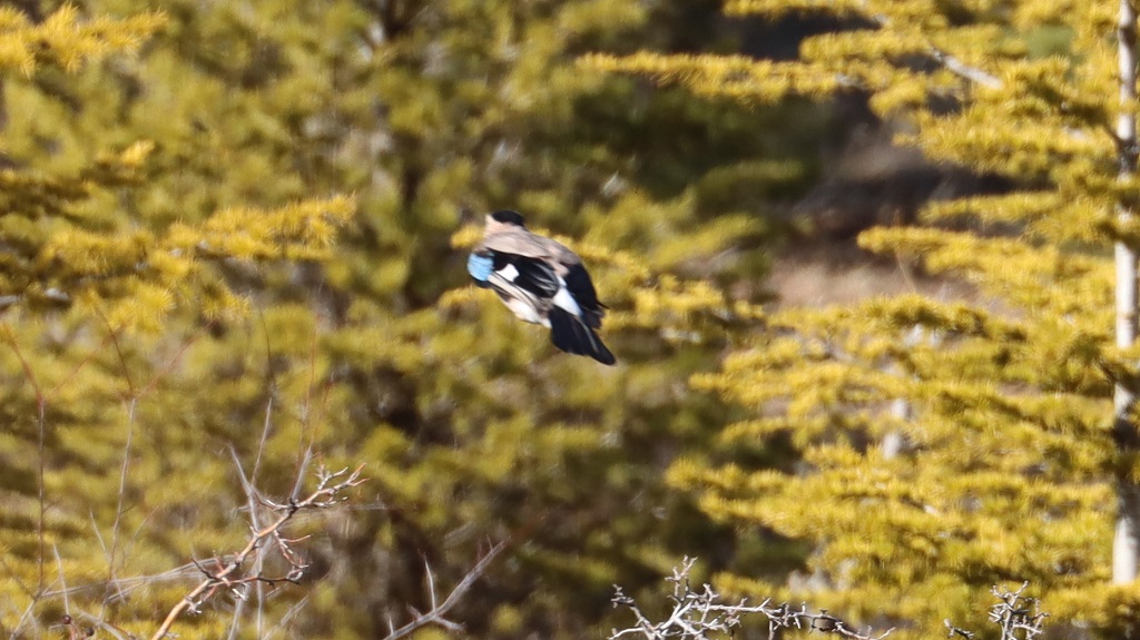 Eurasian Jay