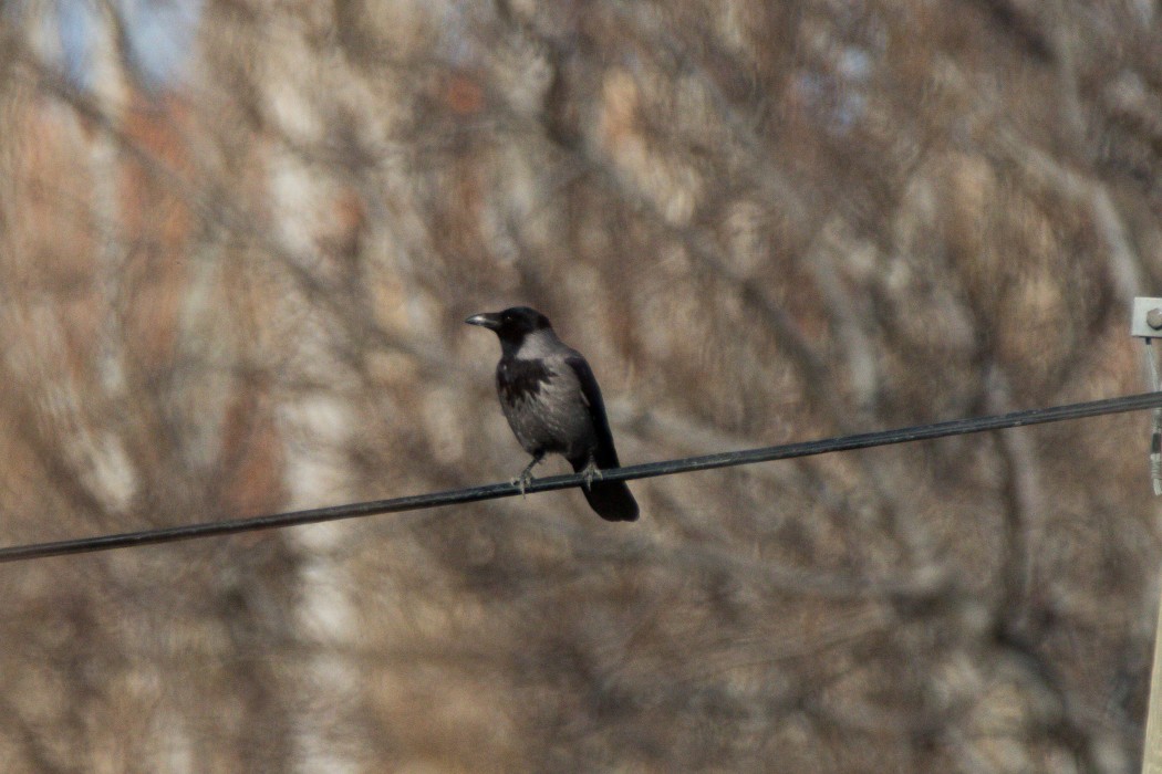 Hooded Crow