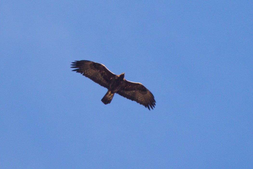 Golden Eagle