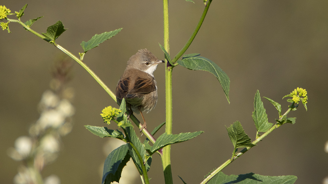 Common Whitethroat