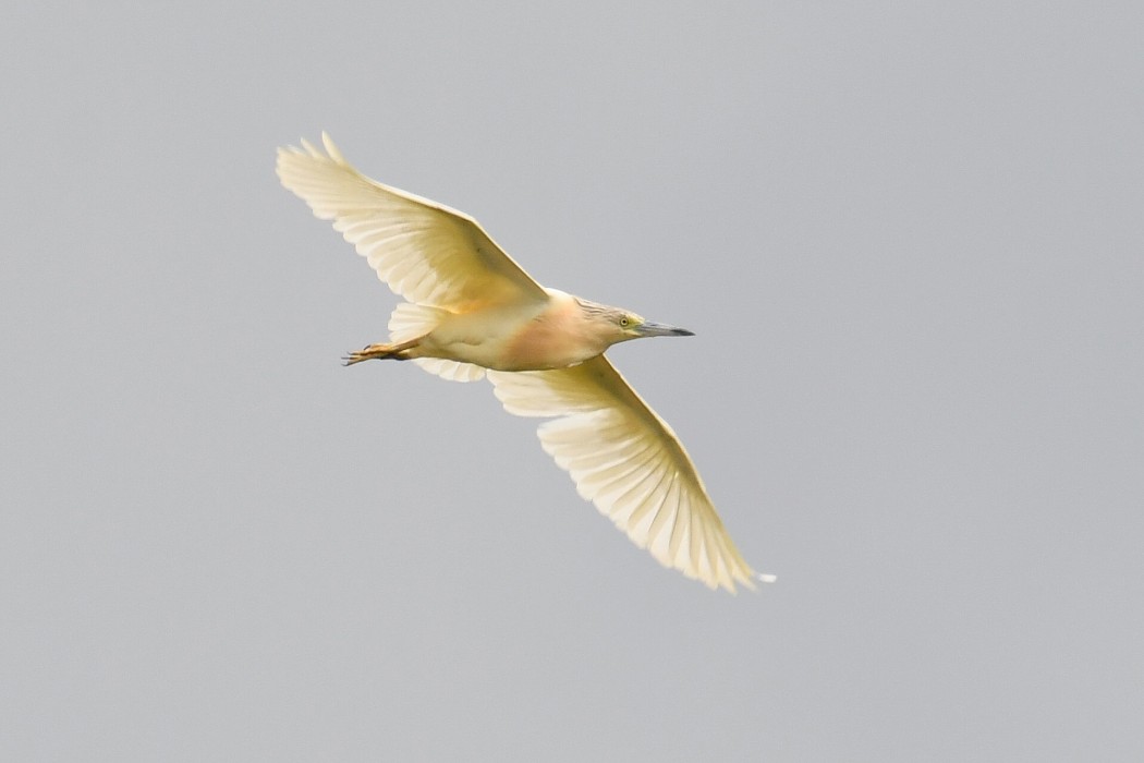 Squacco Heron