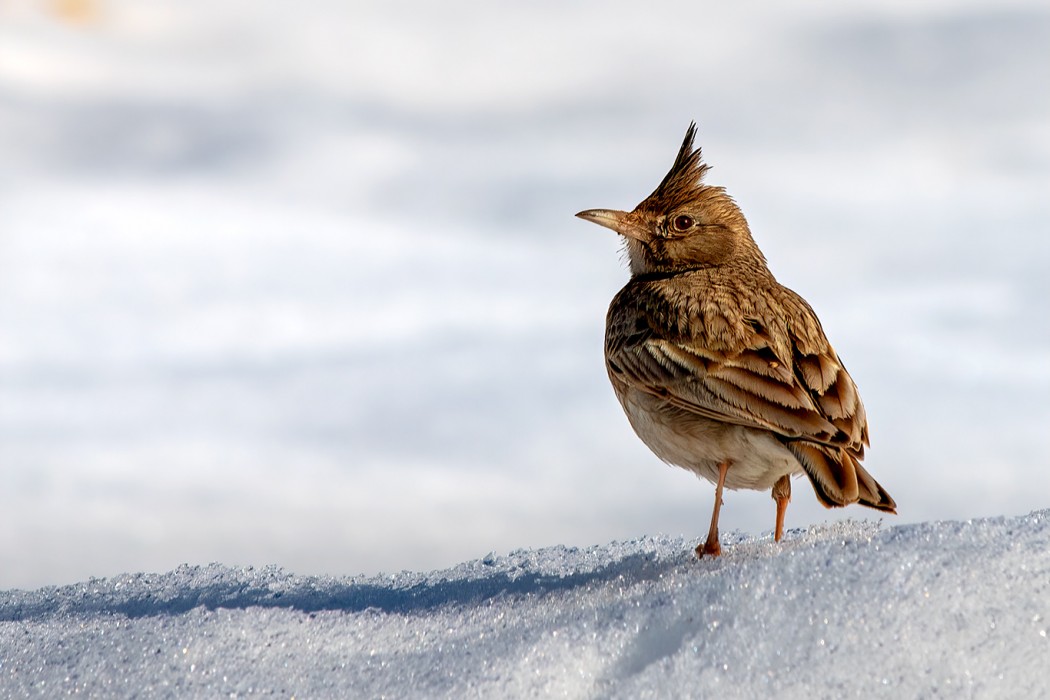 Crested Lark