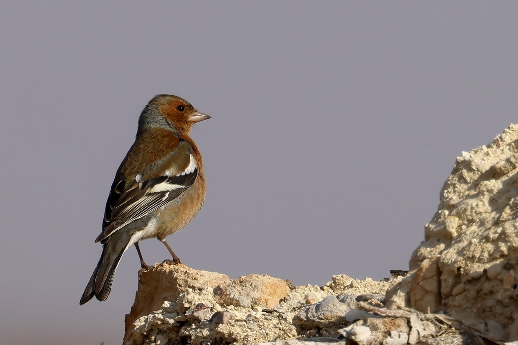 Common Chaffinch