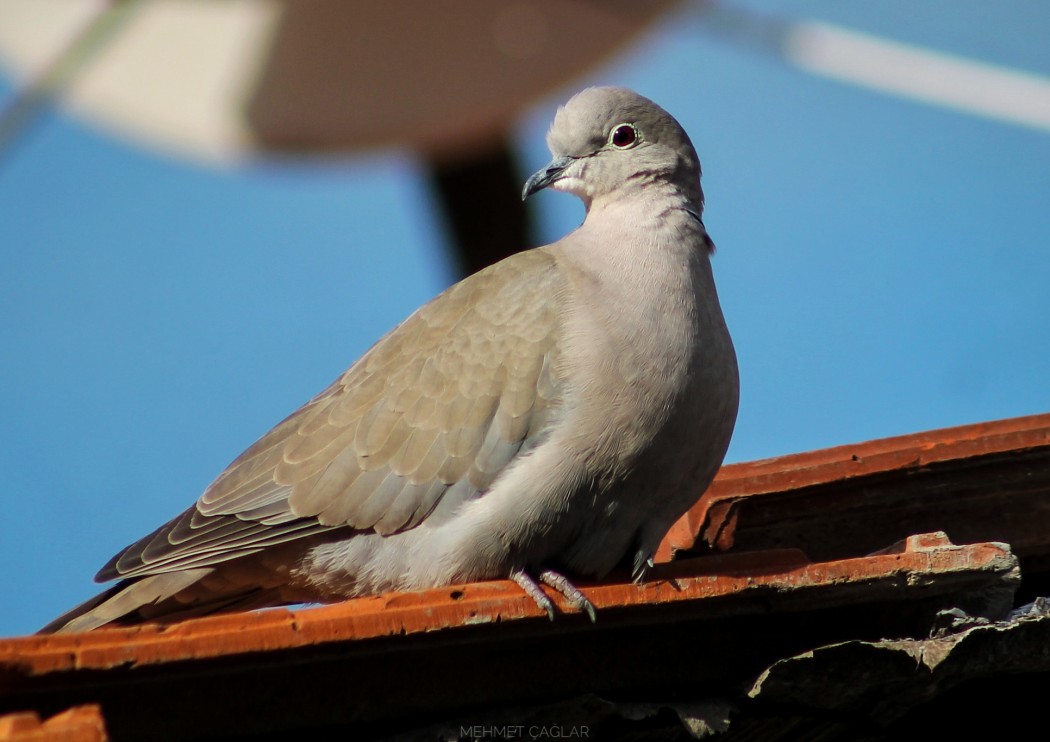 Eurasian Collared Dove