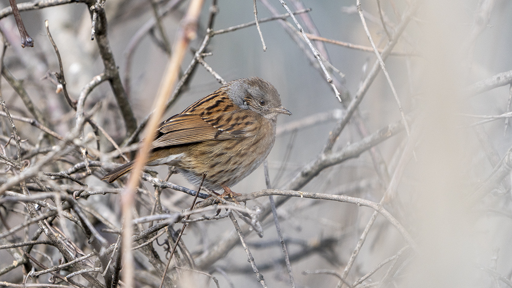 Dunnock