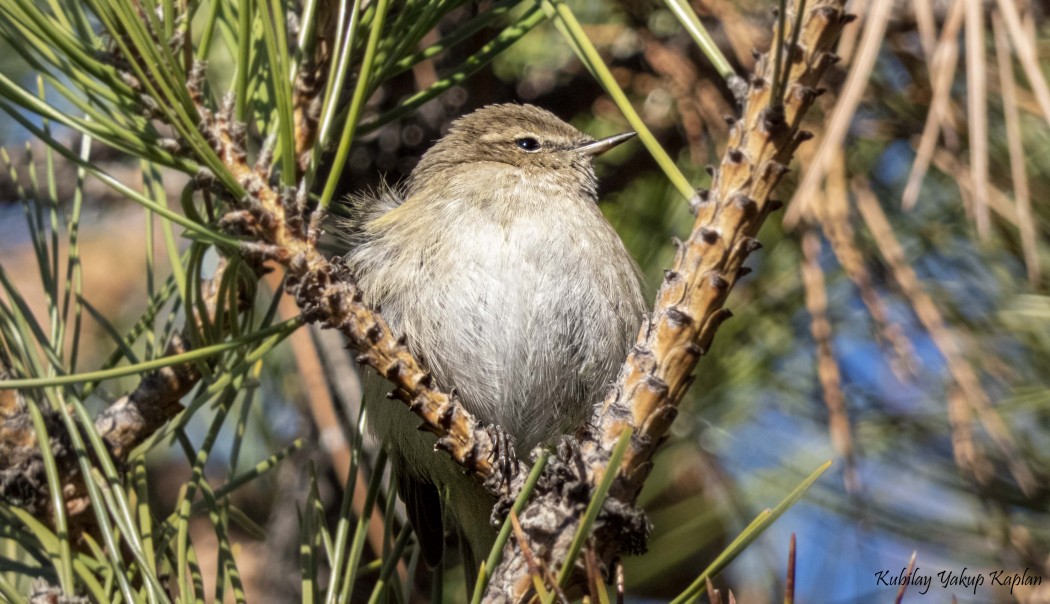 Common Chiffchaff