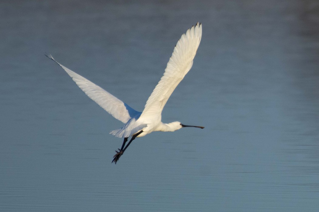 Eurasian Spoonbill