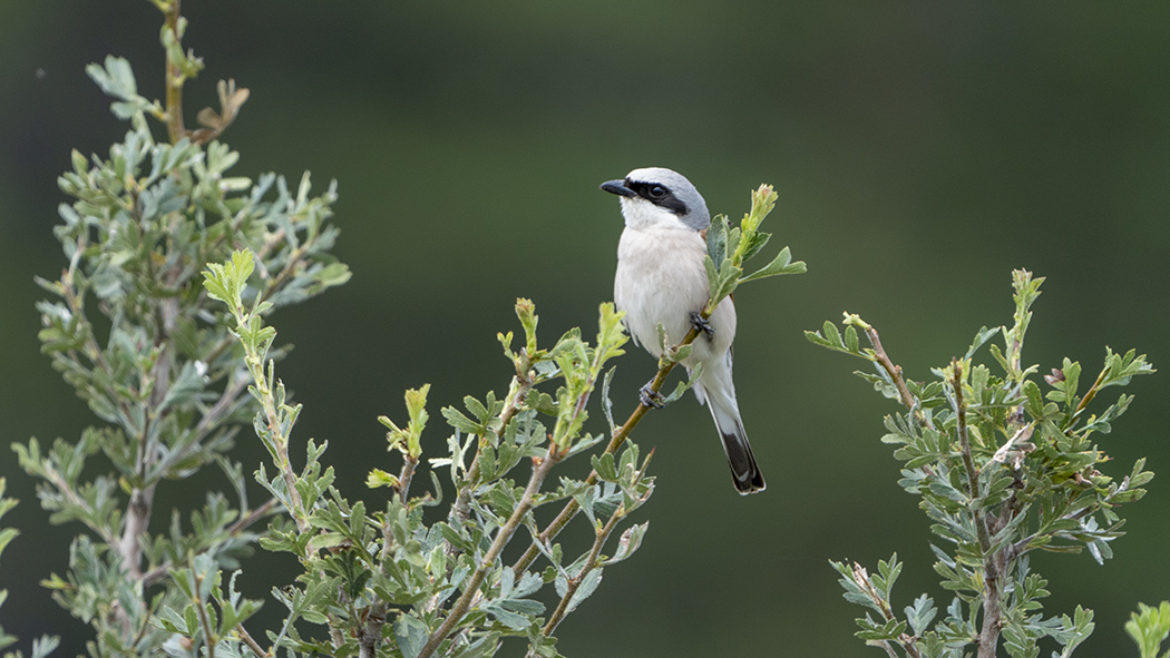 Red-backed Shrike