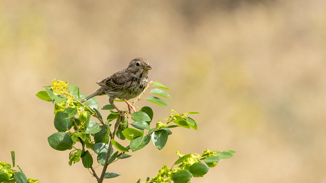 Corn Bunting