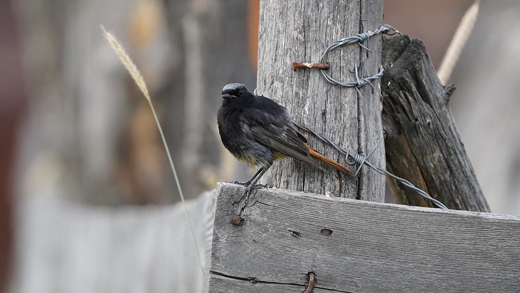 Black Redstart