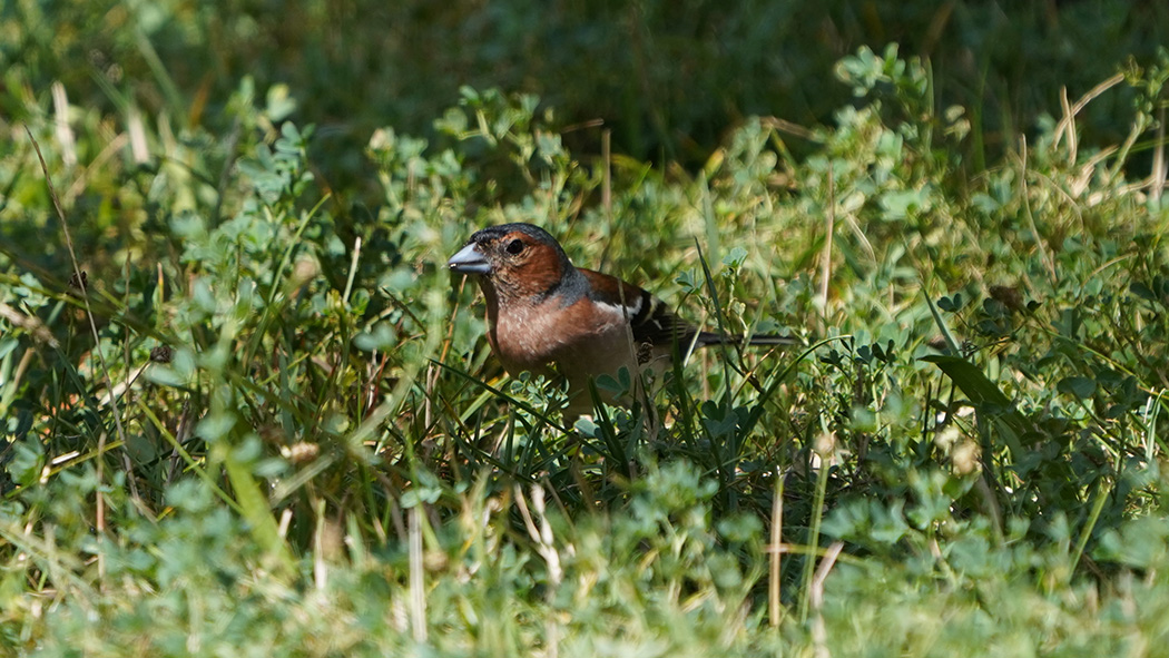 Common Chaffinch
