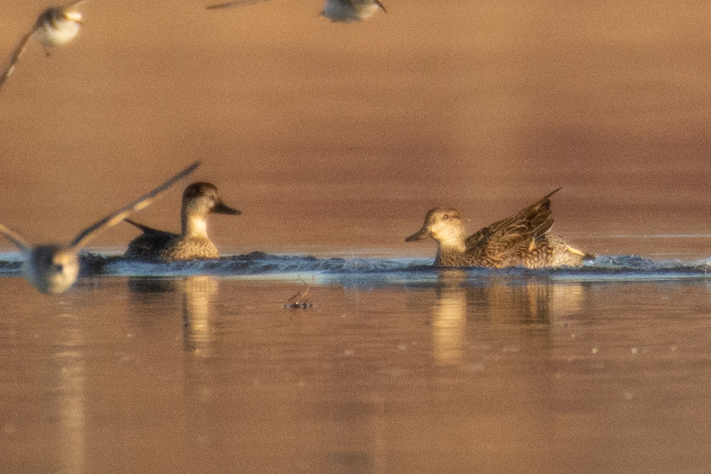 Eurasian Teal