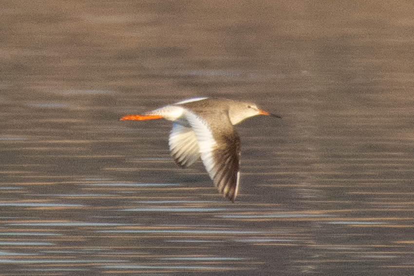 Common Redshank