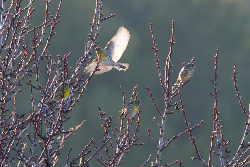 European Serin