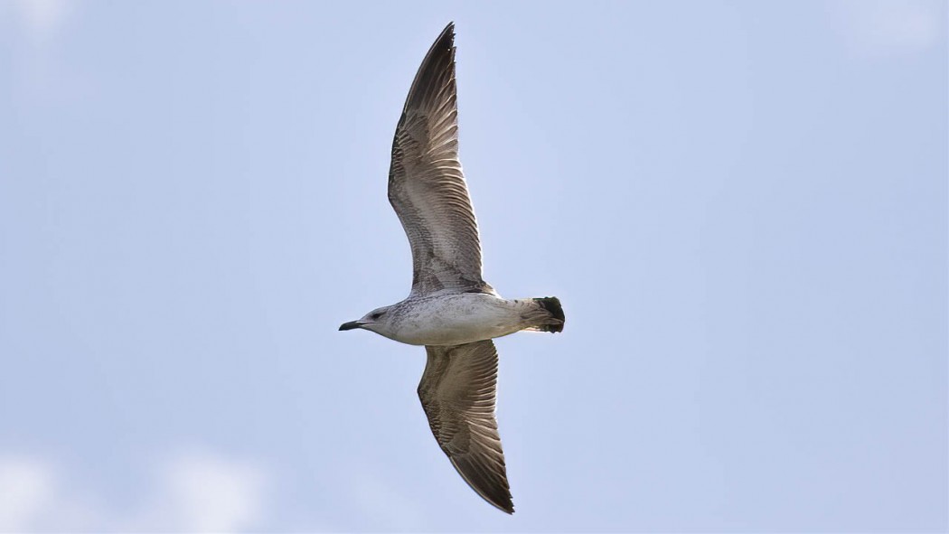 Yellow-legged Gull